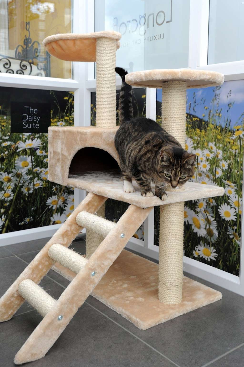 Longcroft Luxury Cat Hotel Cole Green, Welwyn Garden City | 73 Great Ganett, Welwyn Garden City AL7 3DB, UK | Phone: 01707 830555