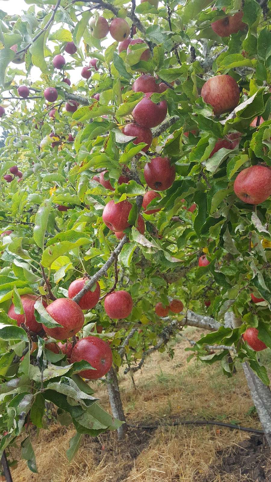 Swanton Pacific Ranch U-Pick Apples | 473-475 Swanton Rd, Davenport, CA 95017, USA | Phone: (831) 458-5410