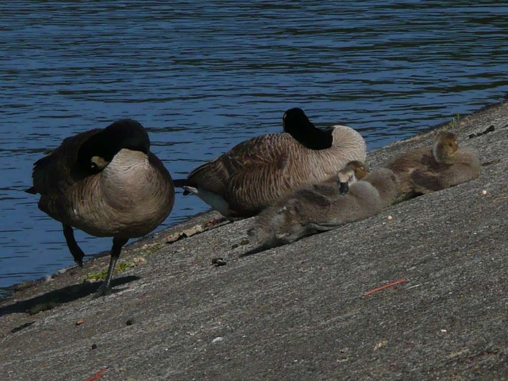 Lake Ilsanjo Dam | Lake Trail, Santa Rosa, CA 95404, USA