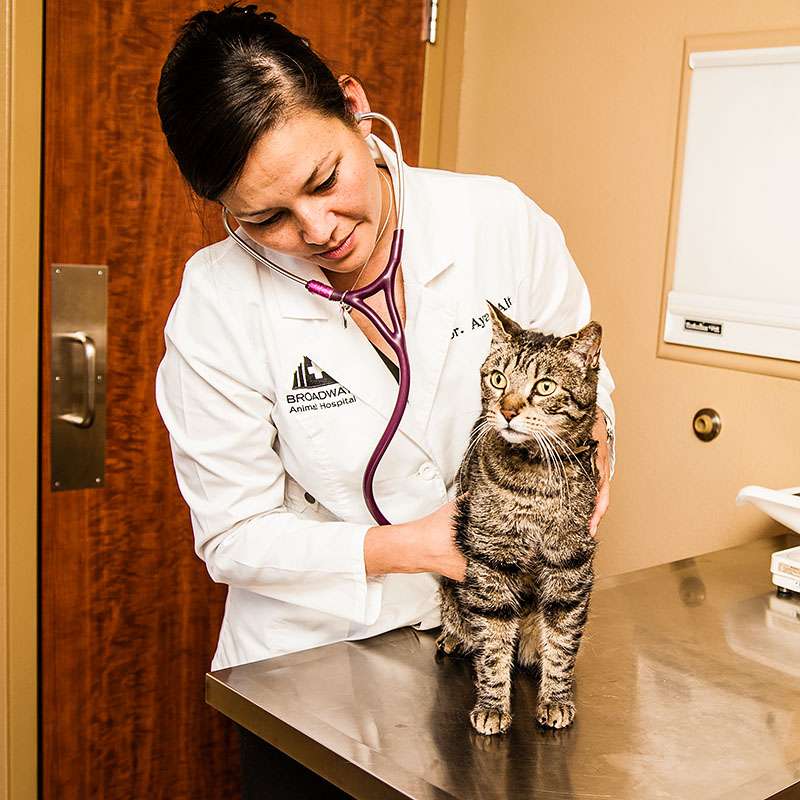 Broadway Animal Hospital & Pet Center | 1405 S Broadway, Boulder, CO 80305, USA | Phone: (303) 499-5505