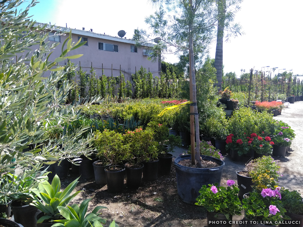 Monarcas Nursery | 16036 Vanowen St, Van Nuys, CA 91406, United States | Phone: (818) 262-3875