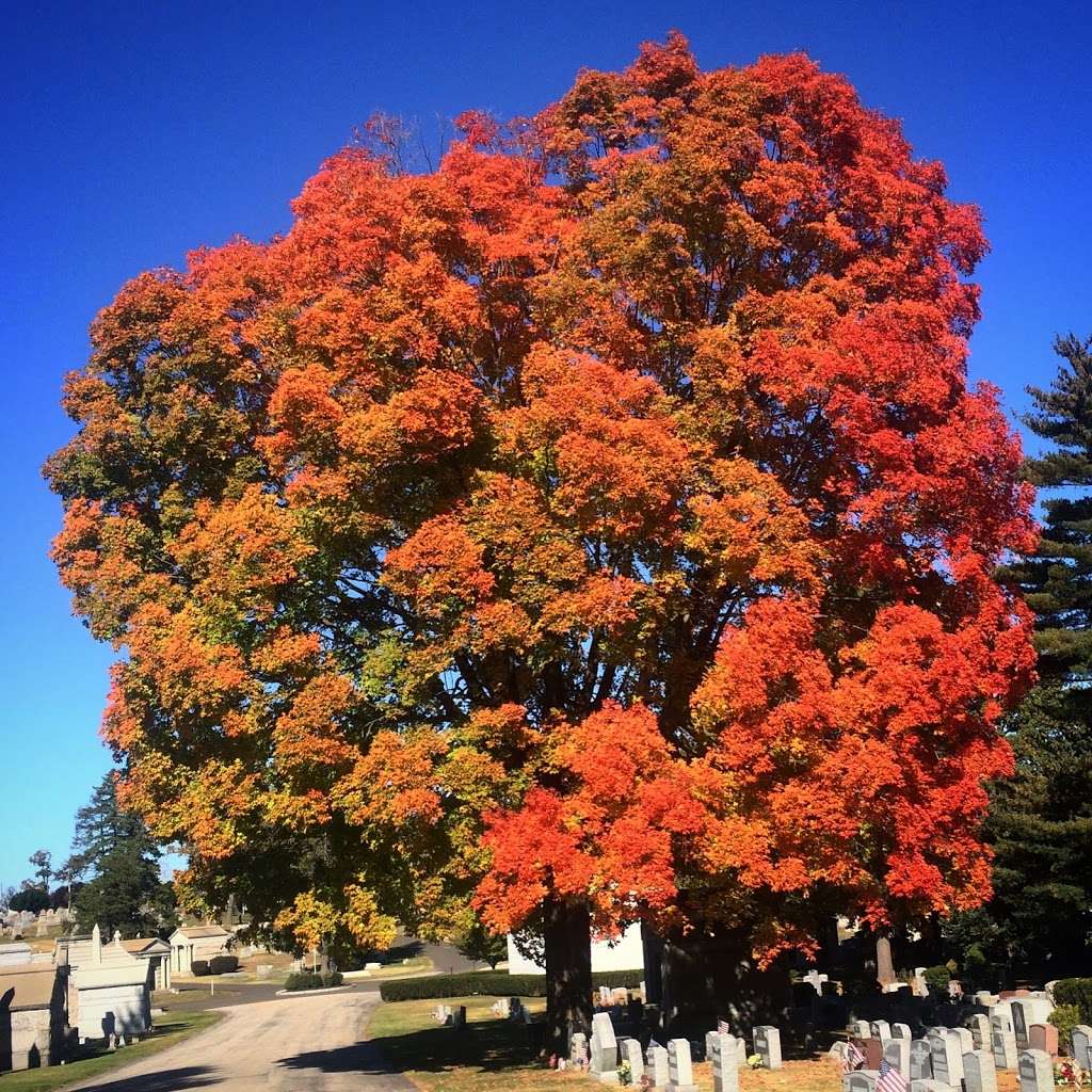 Westminster Cemetery | 701 Belmont Ave, Bala Cynwyd, PA 19004, USA | Phone: (610) 667-0550