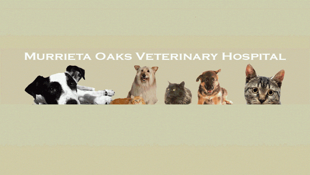 Murrieta Oaks Veterinary Hospital & Pet Hotel | 40414 California Oaks Rd Suite G, Murrieta, CA 92562, USA | Phone: (951) 677-7007