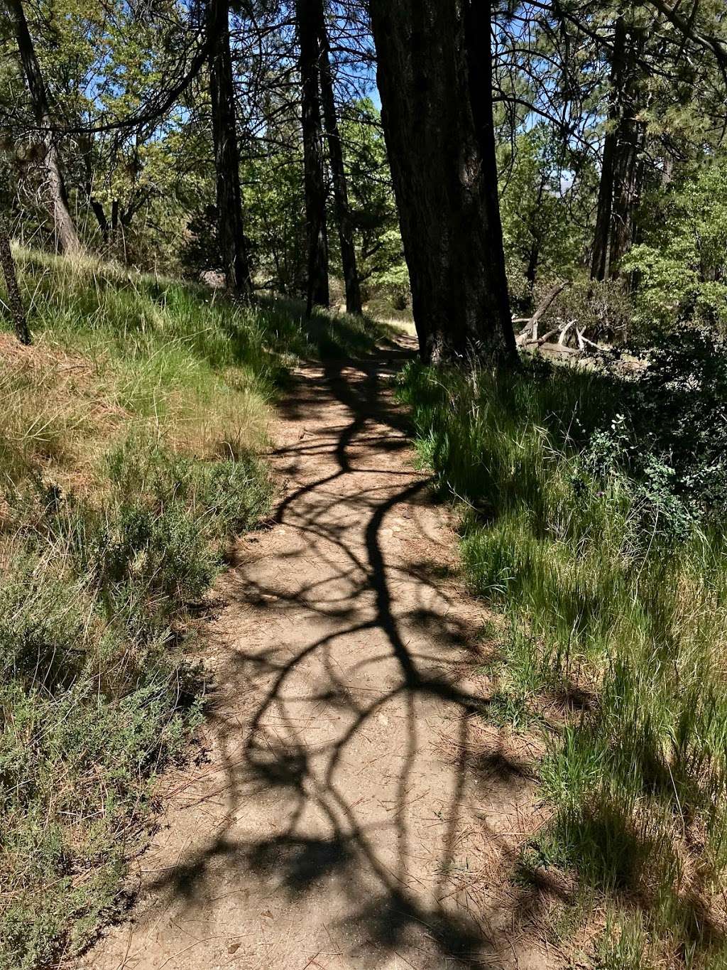 Rock Camp Hike | Metate / Rock Camp Trail 3W15, Lake Arrowhead, CA 92352