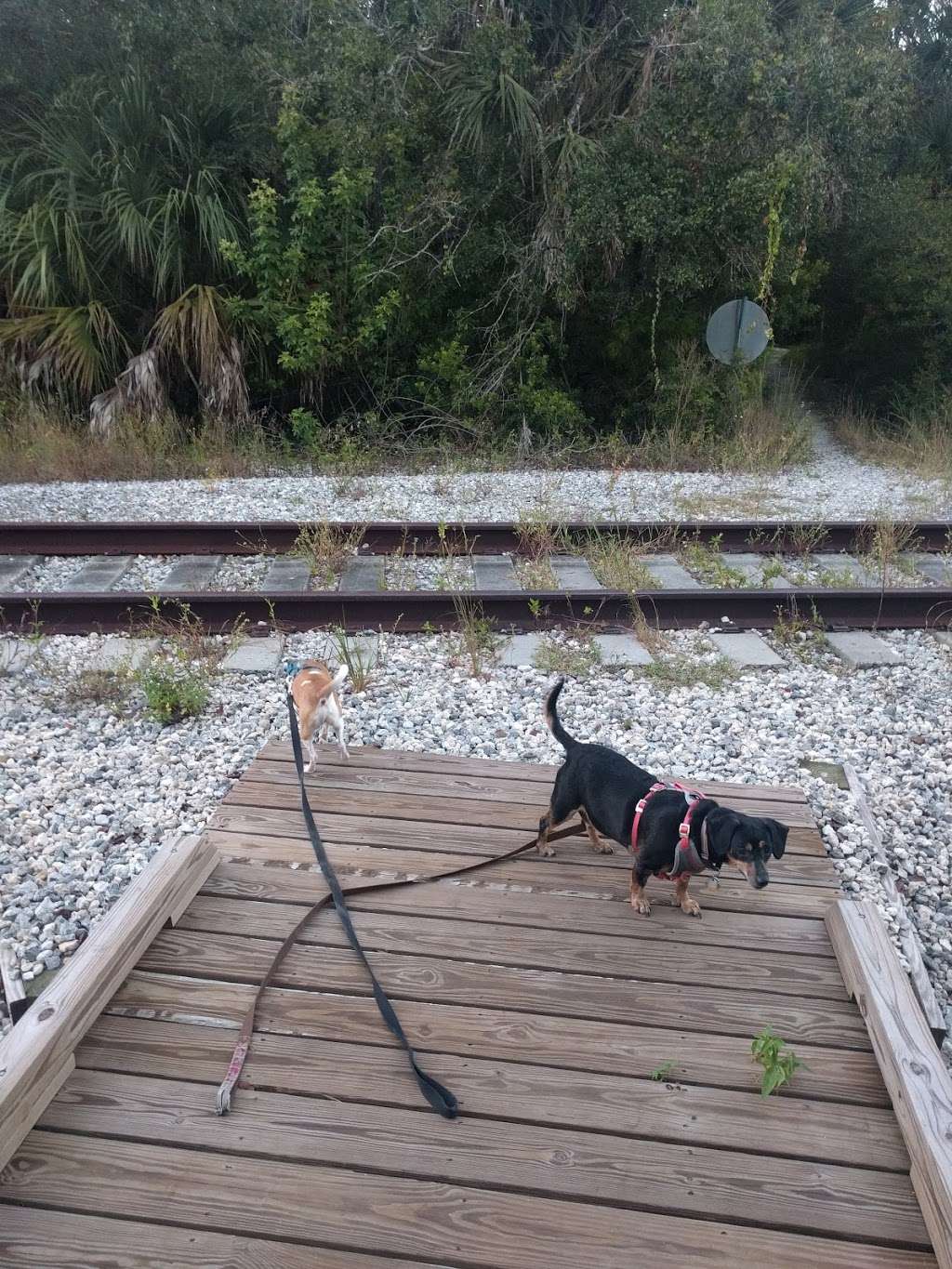 Hammock Trails -Oak Hammock , Palm Hammock | Florida