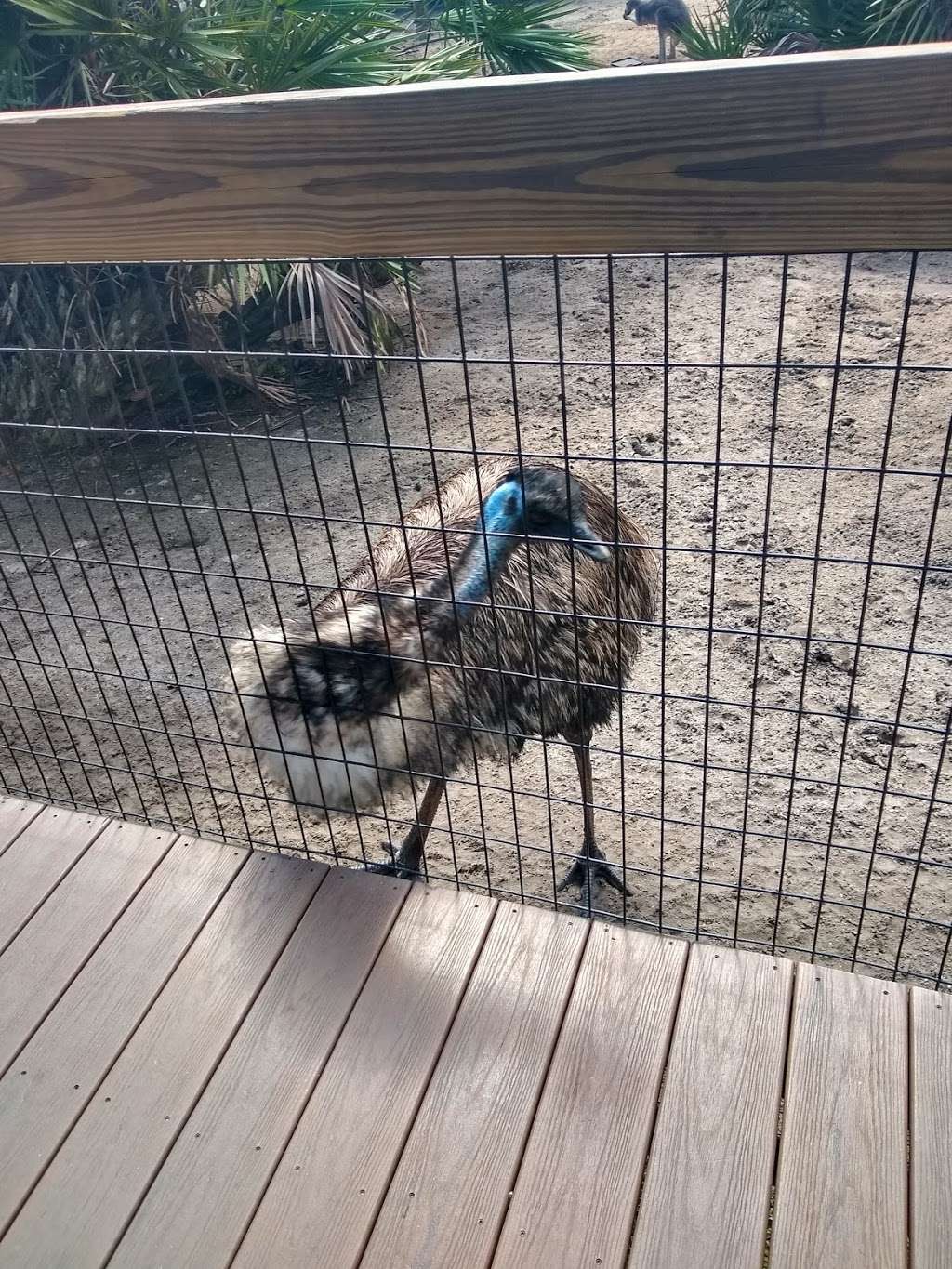 Giraffe Enclosure in Brevard Zoo | 2614632, Melbourne, FL 32940, USA