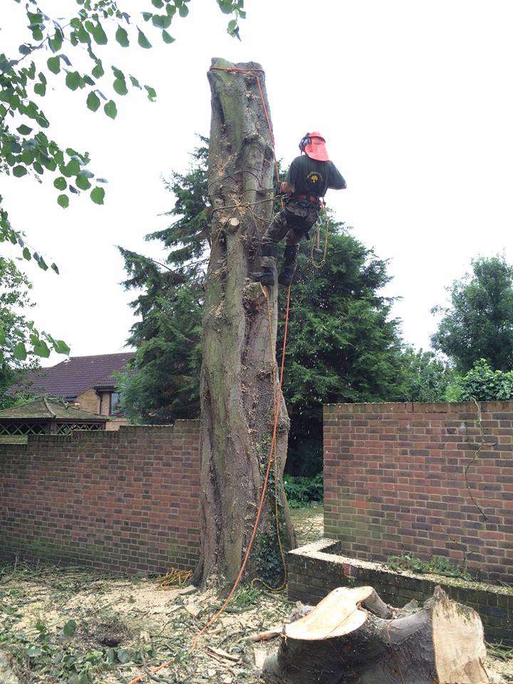 GTF Tree Care | 28 Pike Way, North Weald Bassett, Epping CM16 6BL, UK | Phone: 01992 524333