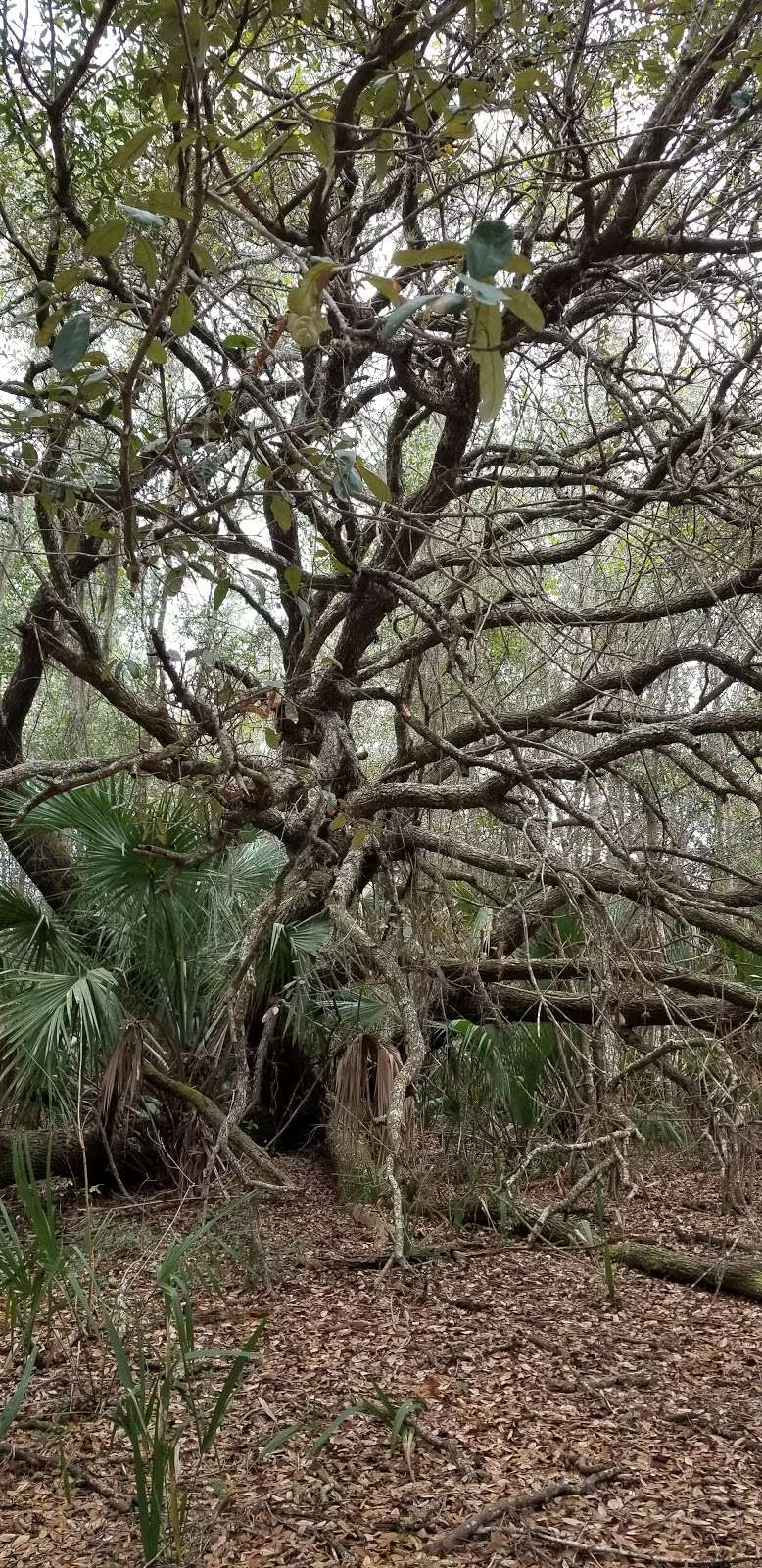 Heart Island Conservation Area Trailhead | 6350 Lake Winona Rd, De Leon Springs, FL 32130, USA | Phone: (386) 329-4404