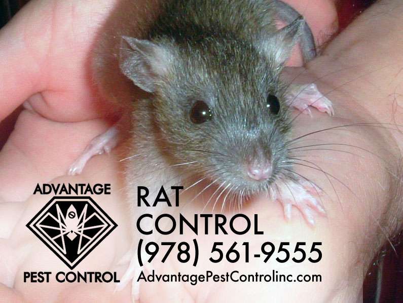 Advantage Pest Control, Inc | 239 Boston St #209, Topsfield, MA 01983 | Phone: (978) 561-9555