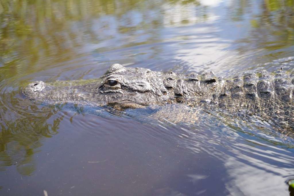 Gator Park | 24050 SW 8th St, Miami, FL 33194, USA | Phone: (305) 559-2255