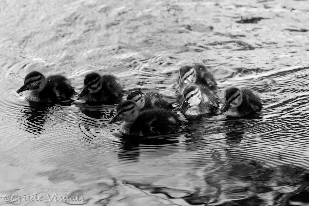 Sepulveda Basin Wildlife Reserve | 5600 Woodley Ave, Lake Balboa, CA 91406, USA | Phone: (818) 756-9710