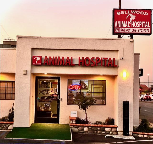 Bellwood Animal Hospital | 17435 Lakewood Blvd, Bellflower, CA 90706, USA | Phone: (562) 272-7777