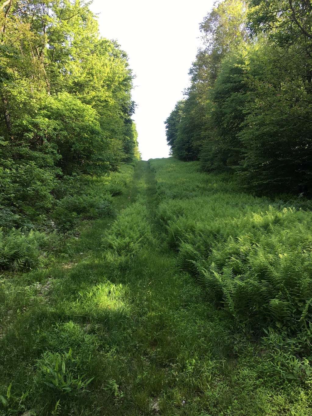 AT Crossing Utility Cut | Appalachian Trail, Bethel, PA 19507, USA