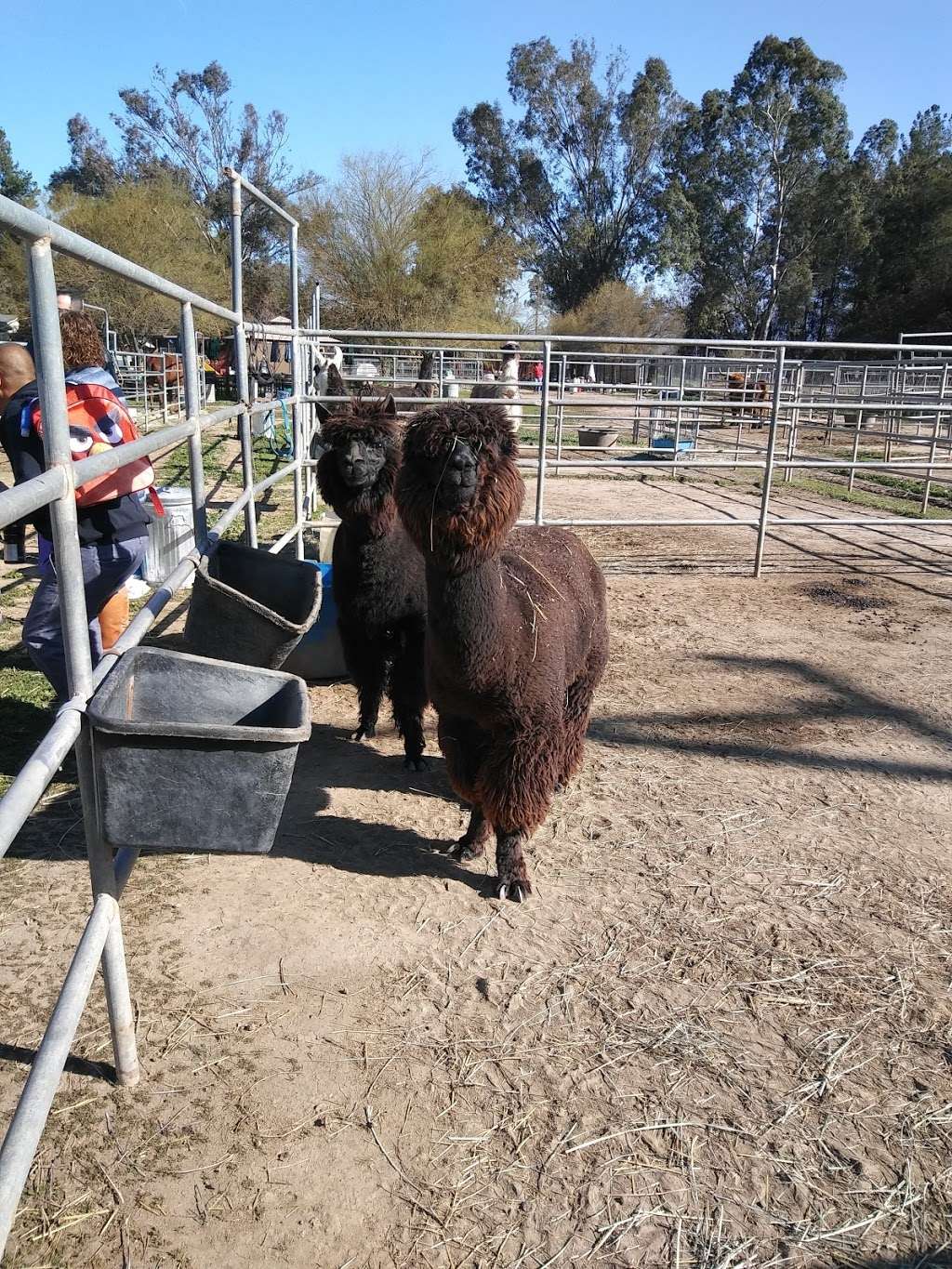 SweetWater Farms Petting Zoo and Pony Rides | 27825 California Ave, Winchester, CA 92596, USA | Phone: (909) 226-9829