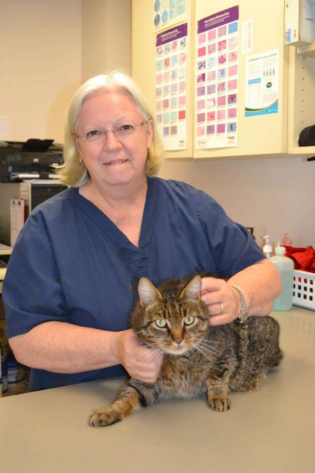 Chestnut Hill Cat Clinic | 8220 Germantown Ave, Philadelphia, PA 19118 | Phone: (215) 247-9560