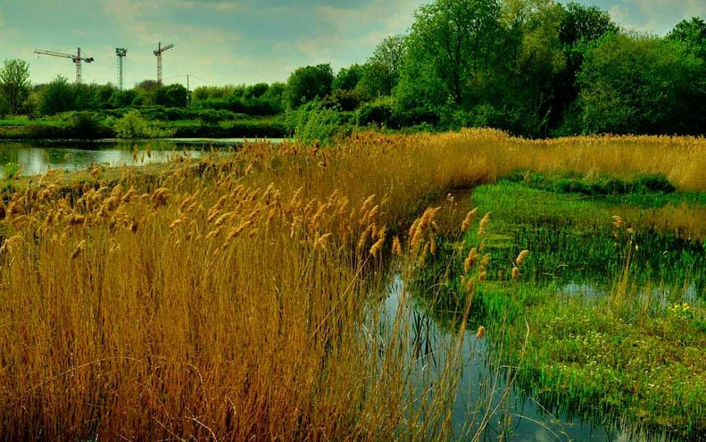 Middlesex Filter Beds Nature Reserve | London E5 0AF, UK | Phone: 0300 003 0610