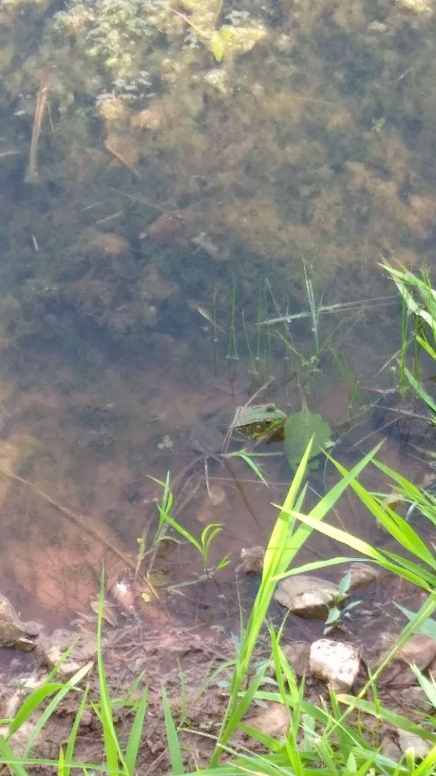 Taneytown Duck Pond | Roberts Mill Rd & Stumptown Rd, Taneytown, MD 21787