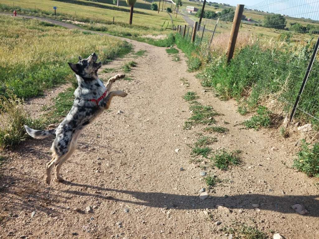 West Arvada Dog Park | 17975 W 64th Ave, Arvada, CO 80403