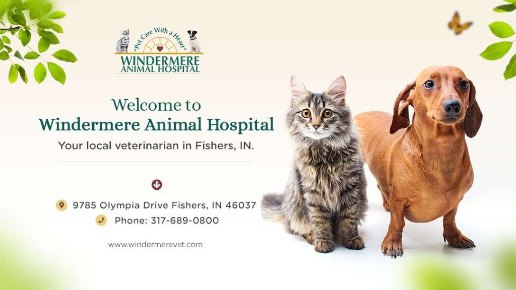Windermere Animal Hospital | 9785 Olympia Dr, Fishers, IN 46037, USA | Phone: (317) 841-1846