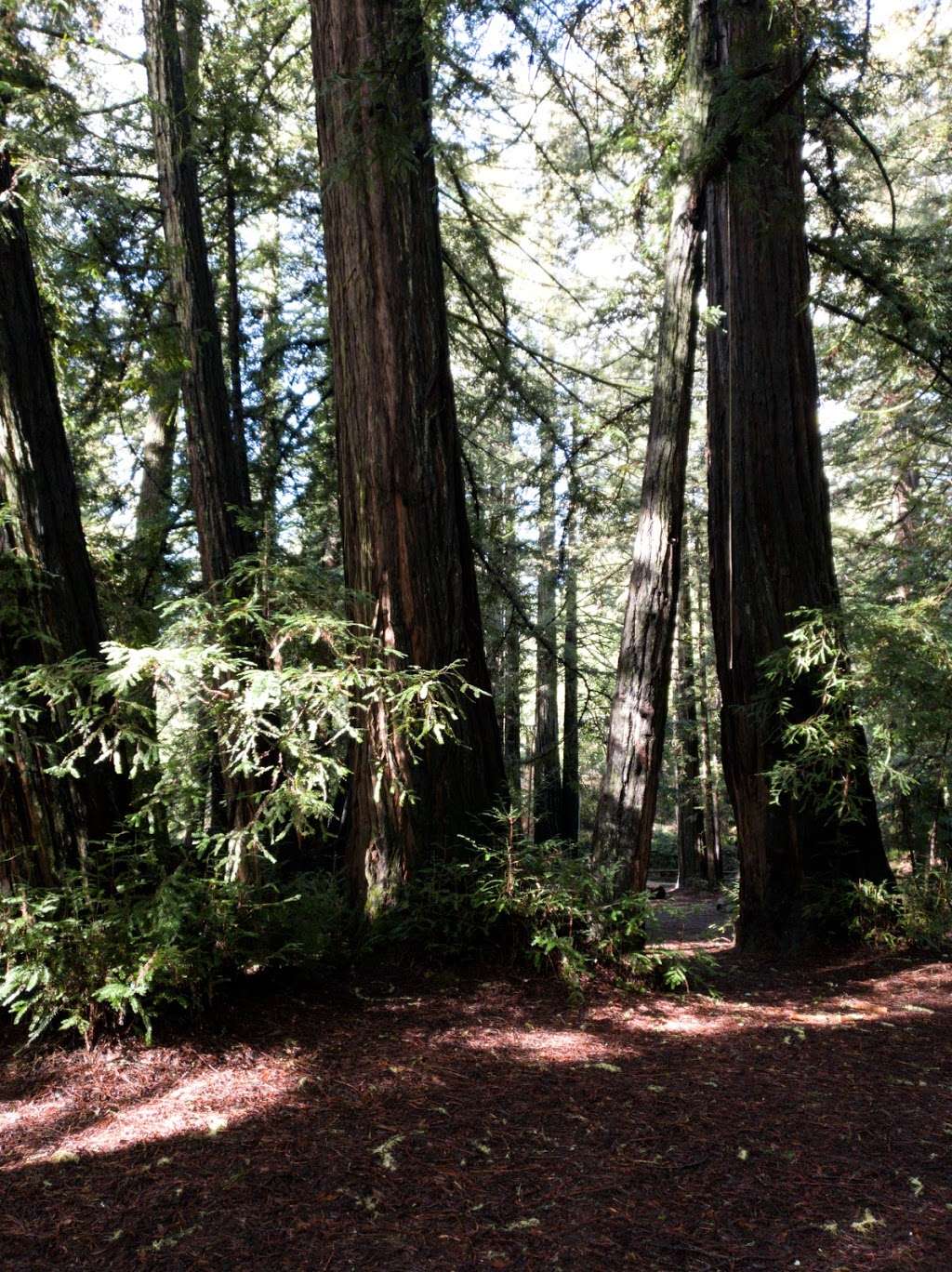 Redwood Grove Group Picnic Area | Lagunitas, CA 94938, USA | Phone: (415) 488-9897