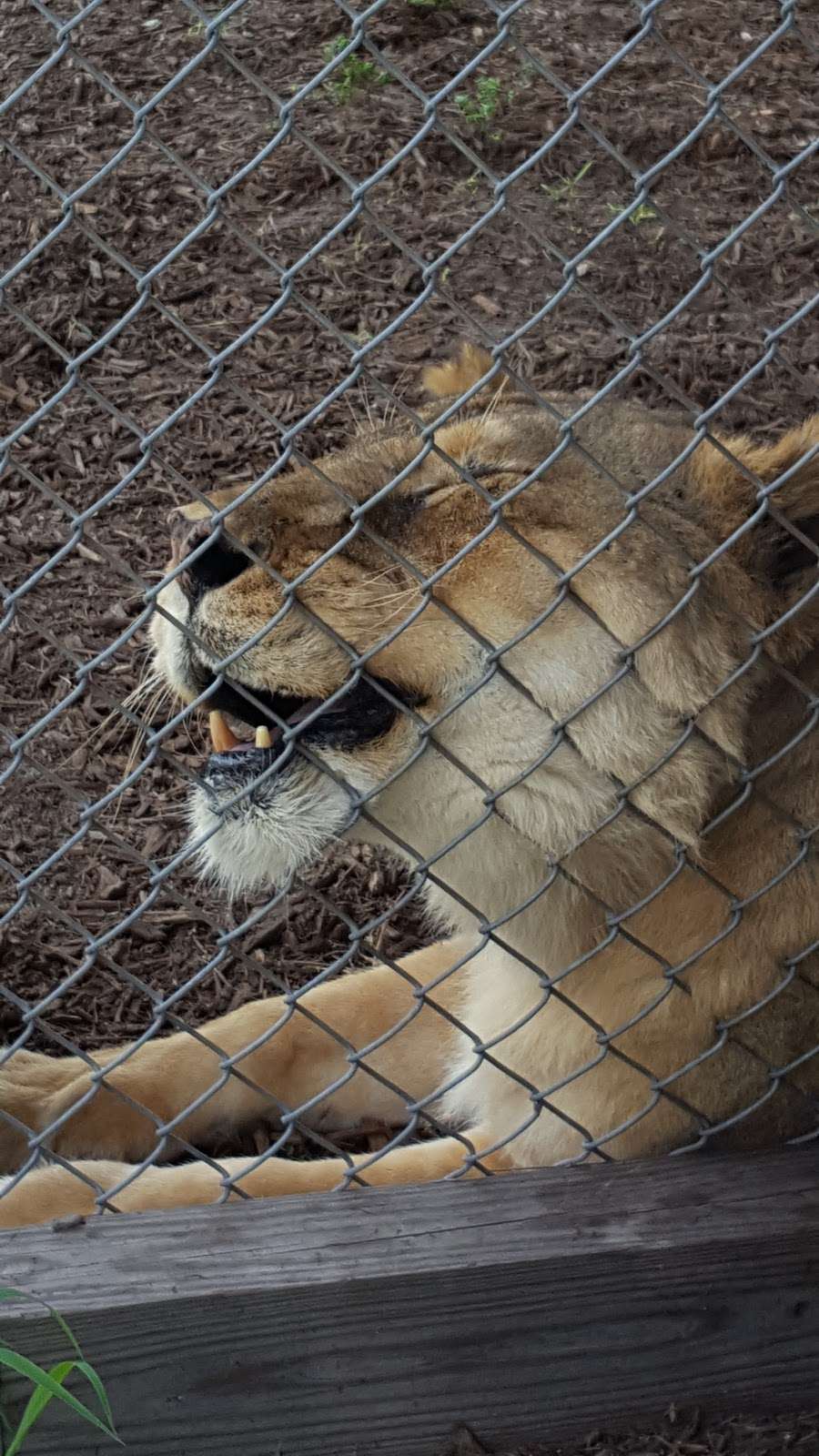 Central Florida Animal Reserve (www.cflar.org) | 500 Broussard Rd, St Cloud, FL 34773 | Phone: (321) 637-0110