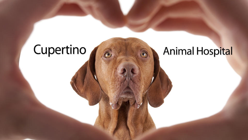 Cupertino Animal Hospital | 10026 Peninsula Ave, Cupertino, CA 95014 | Phone: (408) 252-6380