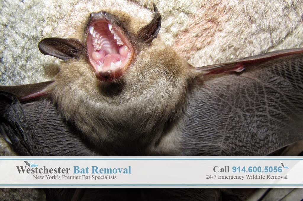 Westchester Bat Removal | 20 Meadow Rd, Montrose, NY 10548, USA | Phone: (914) 600-5056