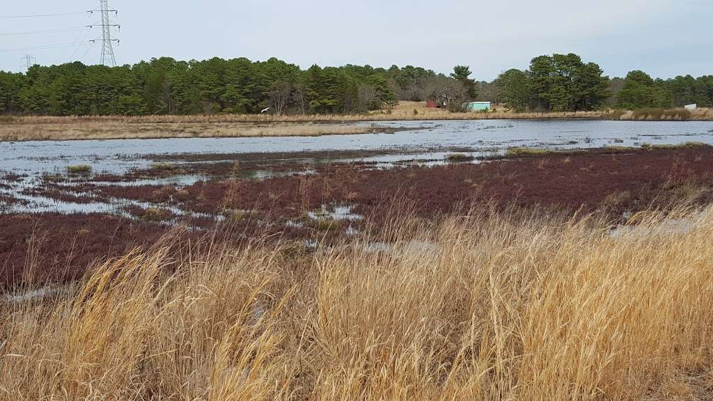 Cranberry BOGS | Holman Rd, Bayville, NJ 08721, USA