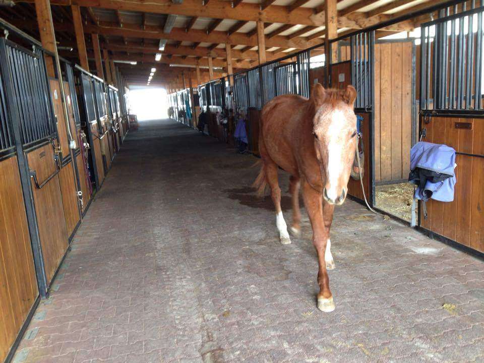 Millbrook Equestrian - Horseback Riding Lessons | 40273 Co Rd 13, Elizabeth, CO 80107, USA | Phone: (303) 898-3376