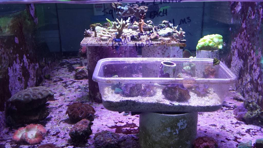 Coral Reef Aquarium | 3430 N Anthony Blvd, Fort Wayne, IN 46805, USA | Phone: (260) 484-0951