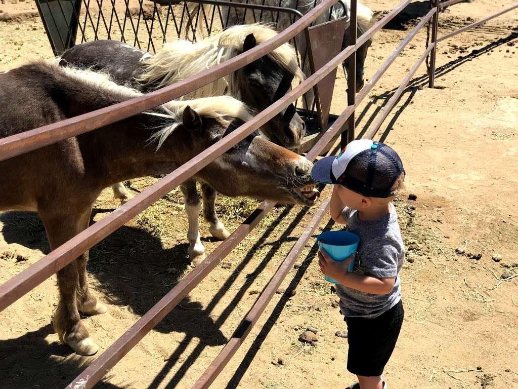 Windswept Ranch Petting Zoo | 11101 Robert Ranch Rd, Willow Springs, CA 93560, USA | Phone: (661) 809-3965