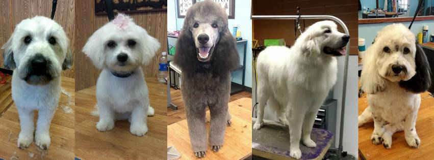 Splash Bath Grooming | 11858 Stapleton Dr, Falcon, CO 80831, USA | Phone: (719) 559-2284