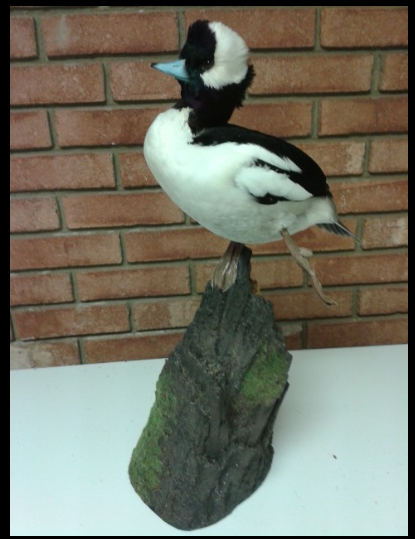 Trails End Taxidermy LLC | 265 Woodward Rd, Manalapan Township, NJ 07726, USA | Phone: (732) 718-2952