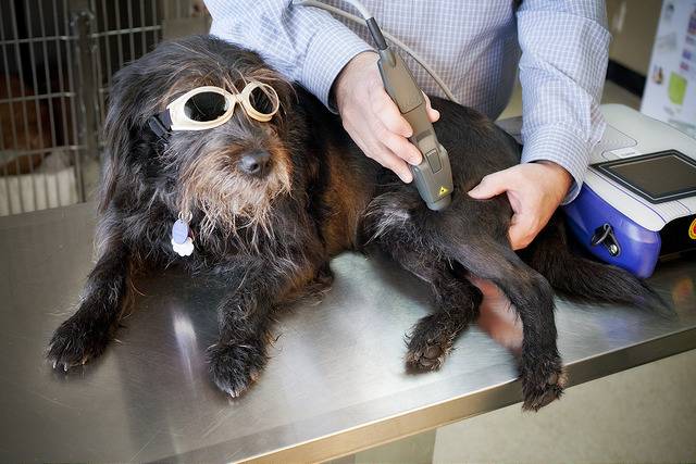 Natchez Trace Veterinary Services - Clinic & Holistic Telemedici | 6614 TN-100, Nashville, TN 37205, USA | Phone: (615) 750-2248