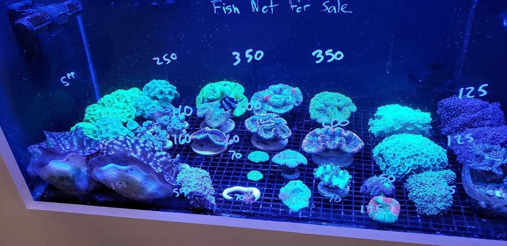 Aquarium Customs, INC. | 303 N Aspen Ave, Broken Arrow, OK 74012, USA | Phone: (918) 853-4402 Aquarium Customs, INC. | 303 N Aspen Ave, Broken Arrow, OK 74012, USA | Phone: (918) 853-4402