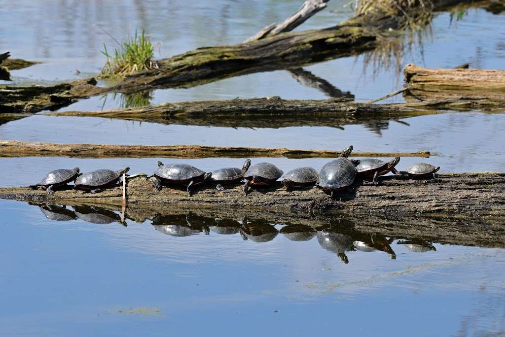 McHenry Dam State Park | McHenry Dam Road, McHenry, IL 60051 | Phone: (815) 385-1624