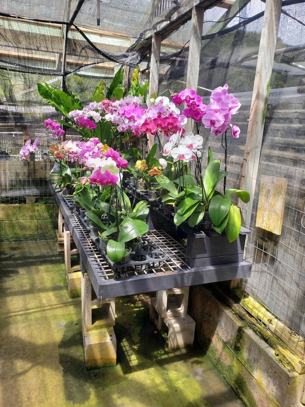 Kawamoto Orchid Nursery | 2630 Waiomao Rd, Honolulu, HI 96816 | Phone: (808) 732-5808