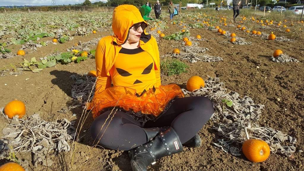 Foxes Farm Produce - The Corn Maze and The Pumpkin Patch - Basil | Watch House Farm, Wash Road, Basildon SS15 4ER, UK | Phone: 07720 888053