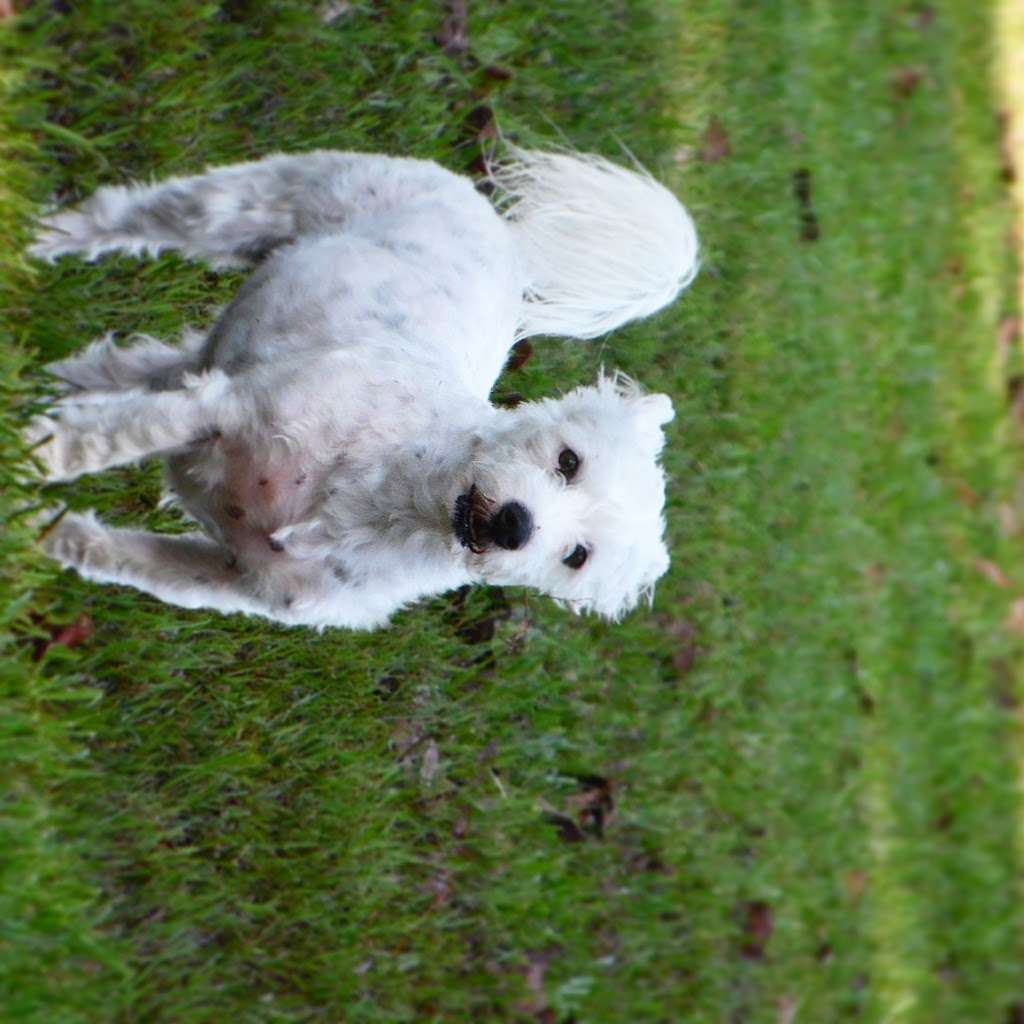 Dog Park at Deussen Park | 12303 Sonnier St, Houston, TX 77044, USA