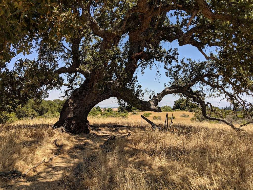 Pearson-Arastradero Preserve | 1530 Arastradero Rd, Palo Alto, CA 94304, USA | Phone: (650) 329-2423