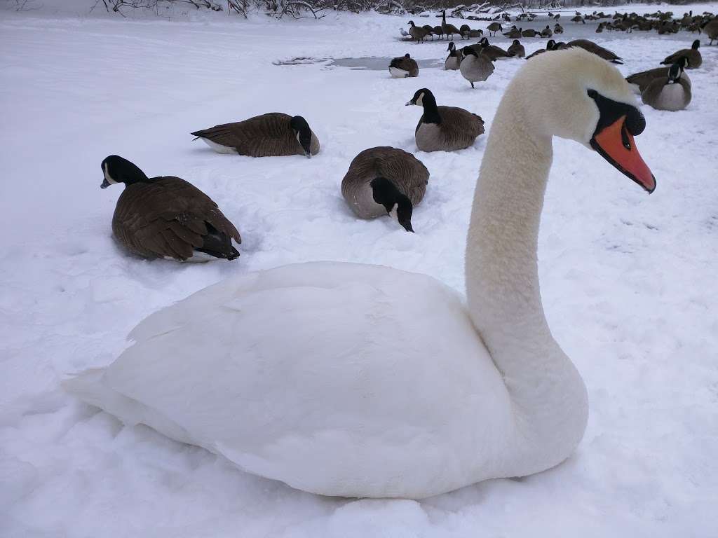 Horn Pond Recreation Area | Arlington Rd, Woburn, MA 01807, USA | Phone: (781) 897-5805