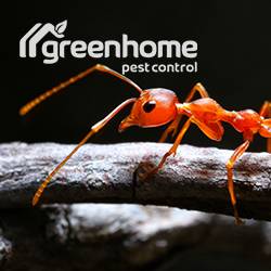 Green Home Pest Control | 4202 E Elwood St #33, Phoenix, AZ 85040 | Phone: (480) 525-7378