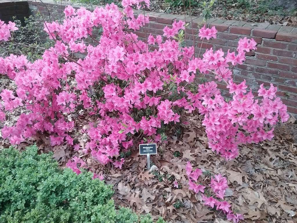 Holly And Magnolia Section, National Arboretum | Holly Spring Rd NE, Washington, DC 20002, USA