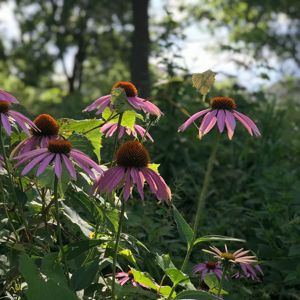 Coffee Creek Watershed Preserve | 2401 Village Point, Chesterton, IN 46304, USA | Phone: (219) 926-1842