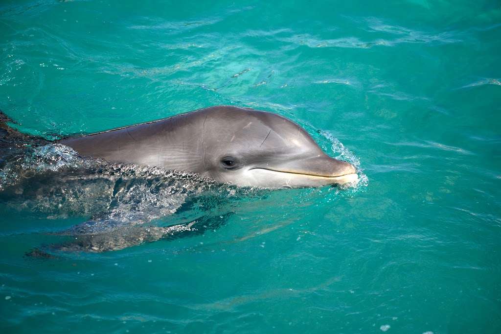 Dolphin & Manatee Scenic Boat Tours & Bird Watching - Daytona Be | 4884 Front St, Ponce Inlet, FL 32127, USA | Phone: (386) 761-2027