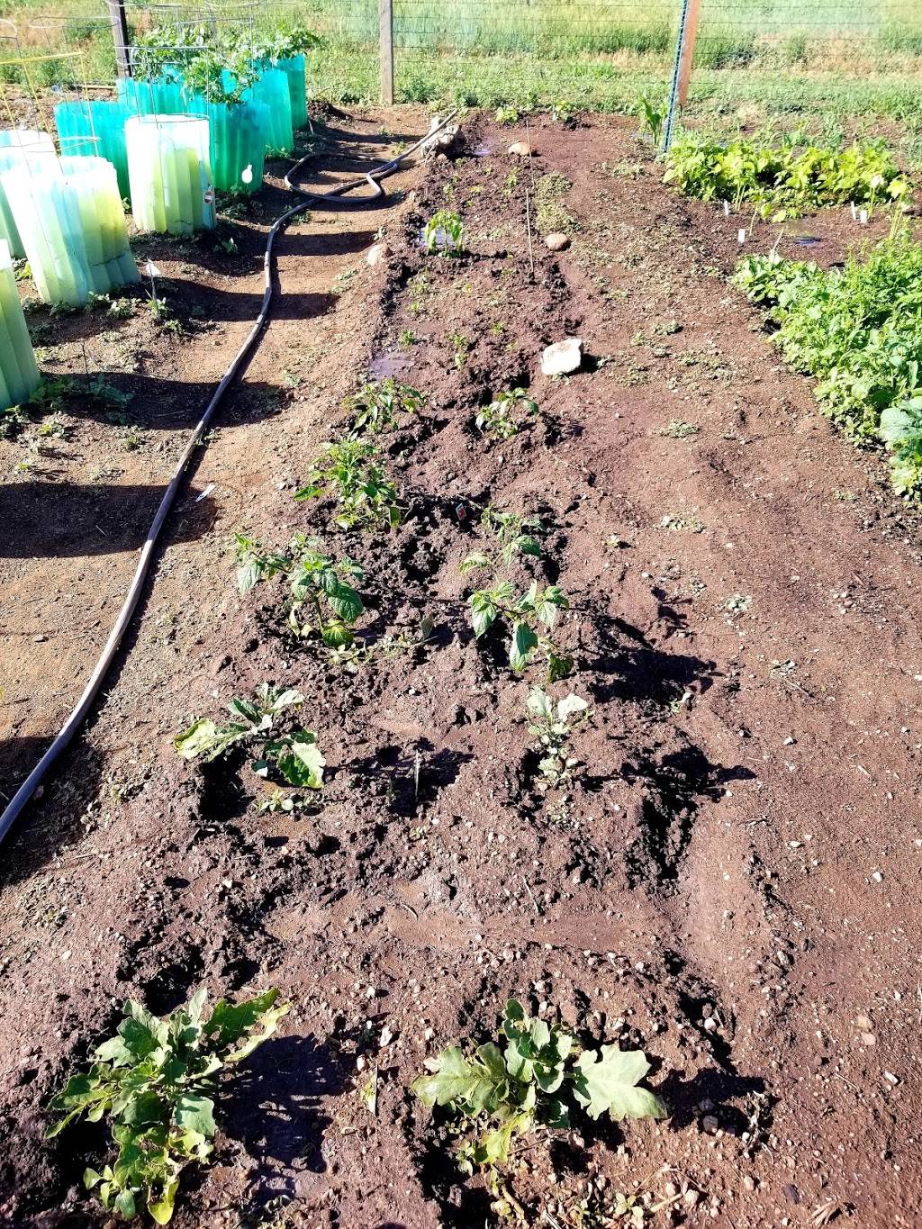 Charmaine Nymann Community Garden at Bear Creek Regional Park | Creek Crossing St, Colorado Springs, CO 80905 | Phone: (719) 634-4433