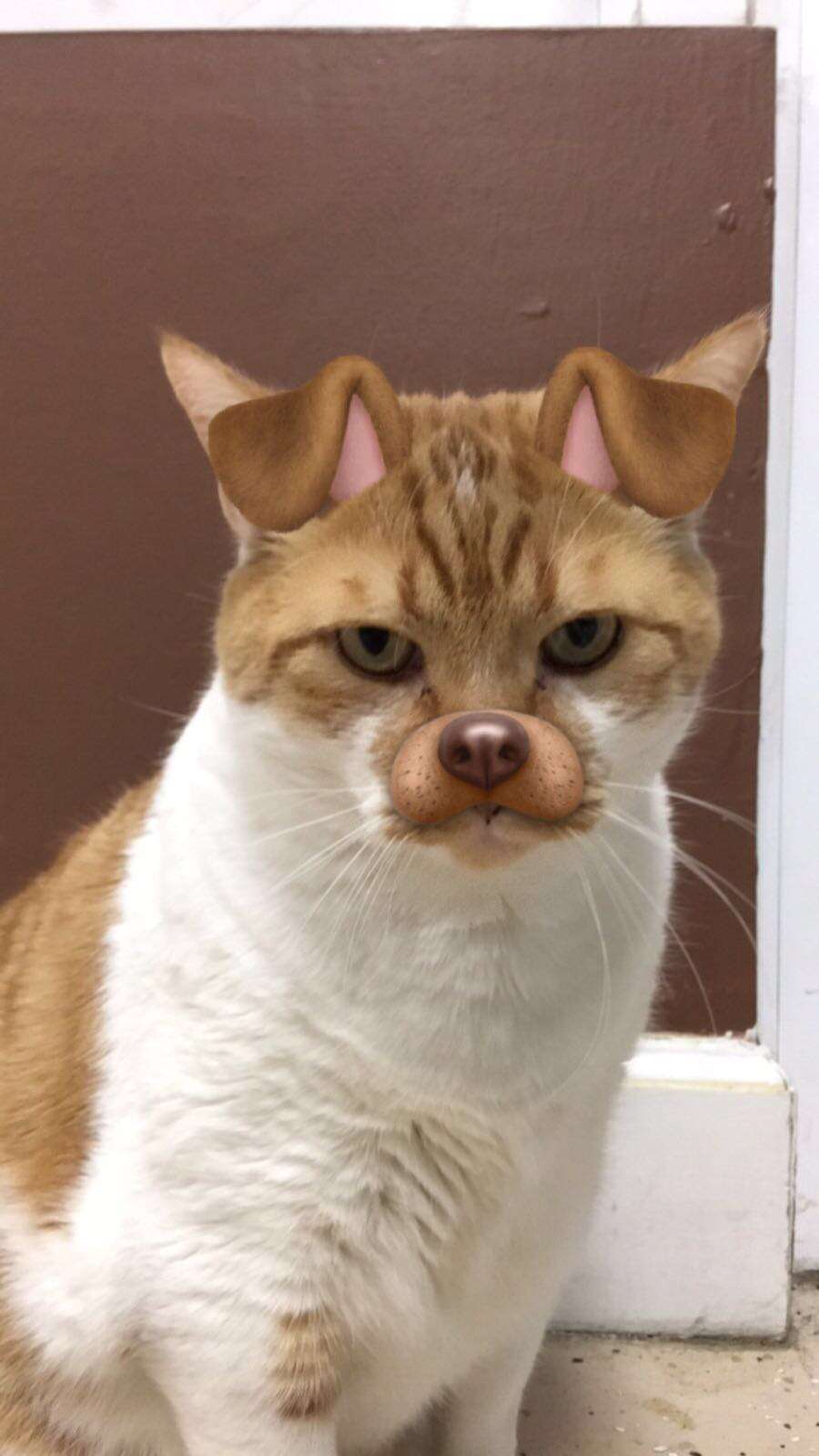 Purrrfect paws grooming & puppies | 18600 NW 87th Ave Suit 118, Miami Gardens, FL 33015, USA | Phone: (305) 690-7137