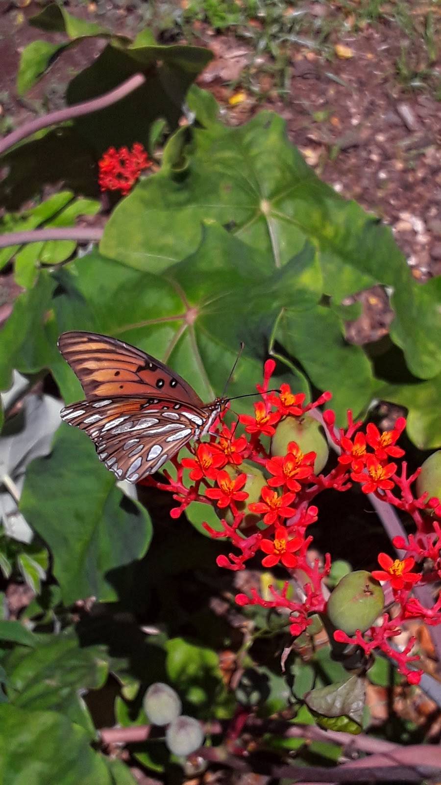 Hālawa Xeriscape Garden | 99-1268 Iwaena St, Aiea, HI 96701 | Phone: (808) 748-5041