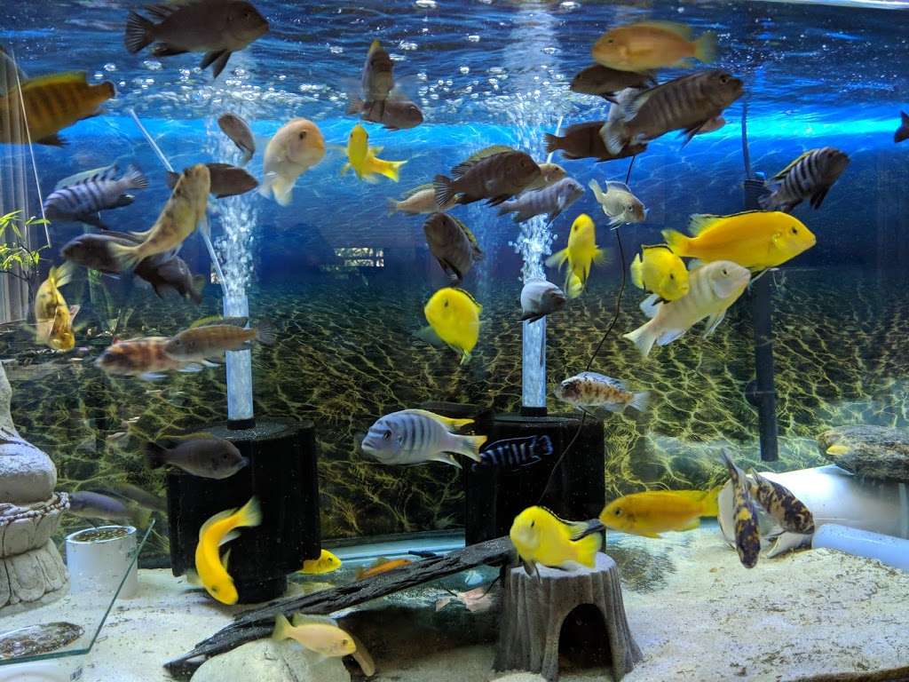 Datz Cichlids and Reptiles | 4553 Prime Pkwy, McHenry, IL 60050, USA | Phone: (708) 550-4651