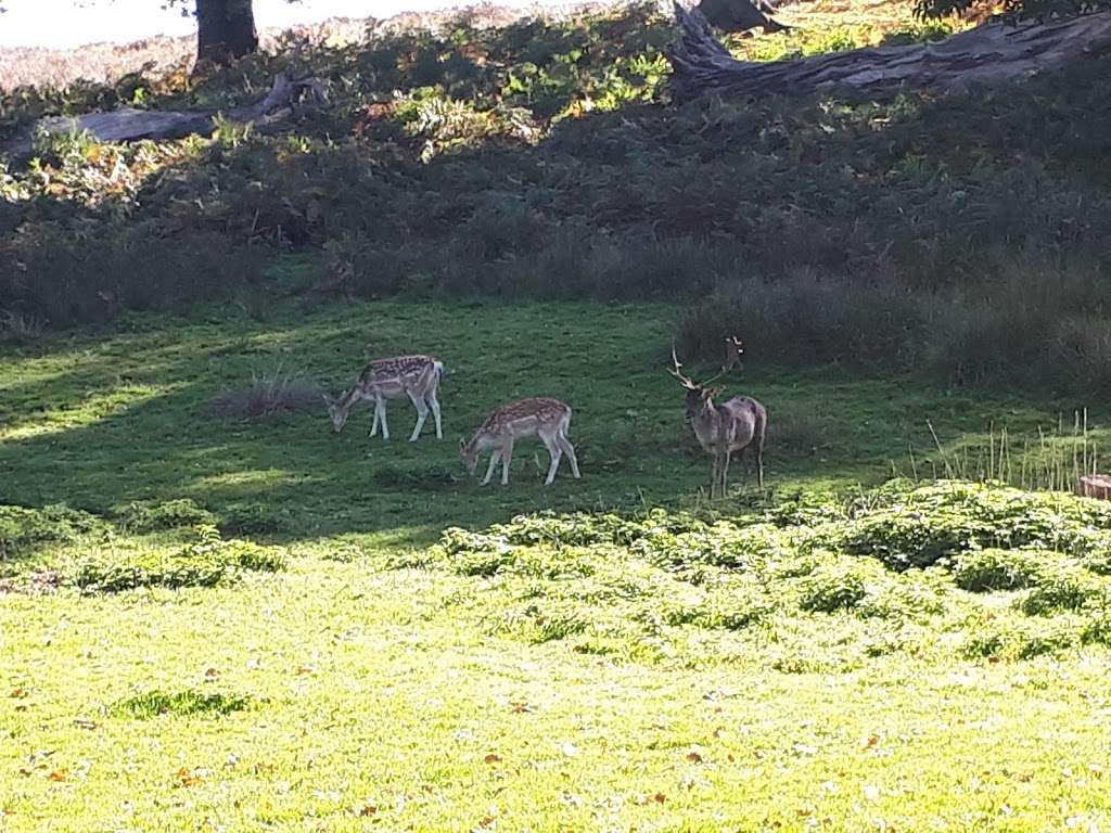 Knole Park | Sevenoaks TN15 0RP, UK